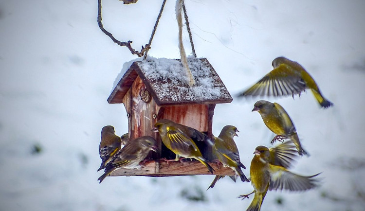 Blíží se Ptačí hodinka. Jak ptákům při krmení neublížit? 