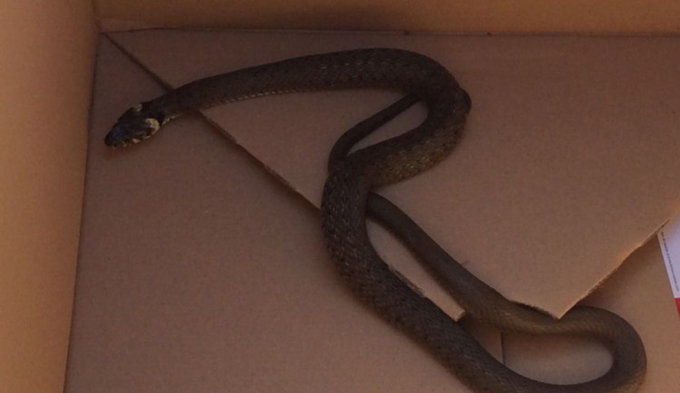 Strážníci odchytili užovku u domu Na vršku. Vypustili ji do přírody za Olomoucí