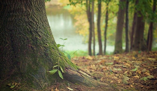 Na Holém vrchu se bude kvůli kůrovci kácet. Navíc ale přibudou lavičky a info tabule