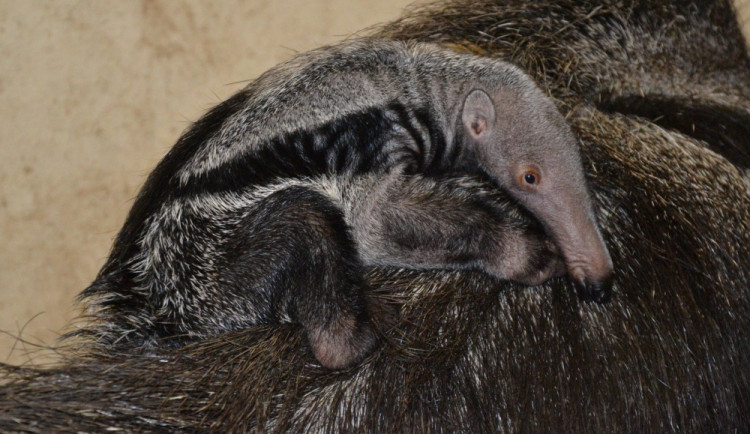 V liberecké zoo se narodil úplně první mravenečník velký