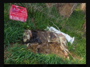 Strážníci a záchranáři zažili ve Slapanech na Chebsku šok, našli těla mrtvých psů i hnijící ovce