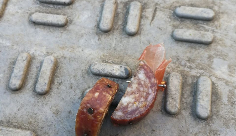 Nalezená uzenina s hřebíky v karlovarské čtvrti Drahovice