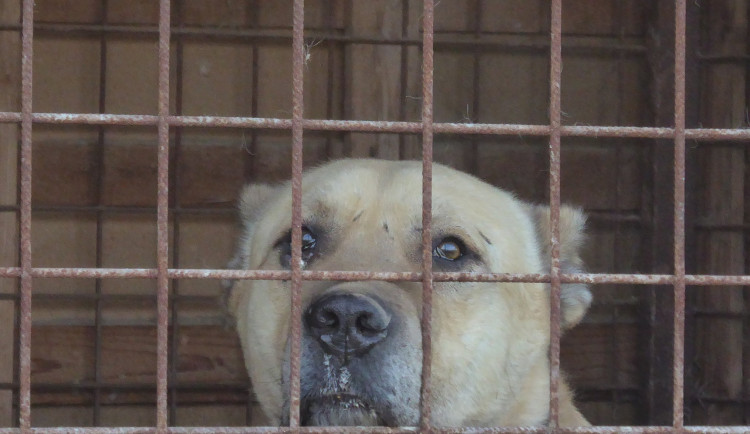 Týraní psi do nových domovů ještě neodejdou. Stále se řeší, komu vlastně patří