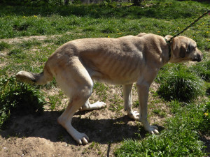 Týraní psi do nových domovů ještě neodejdou. Stále se řeší, komu vlastně patří