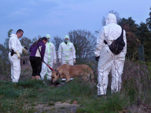 nález psů ve Spalanech na Chebsku