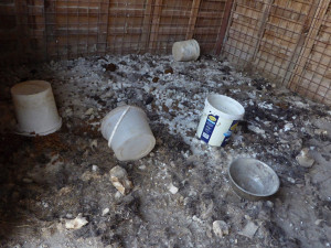 nález psů ve Spalanech na Chebsku