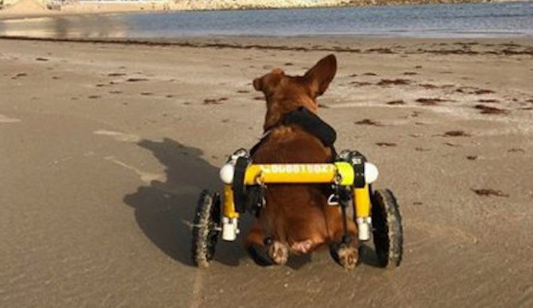 Charlieho chtěli majitelé nechat po nehodě utratit, teď je z něj izraelská celebrita