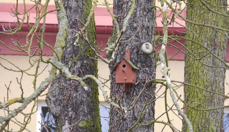 V rámci projektu Oříšky mají být na stromy instalovány i ptačí budky