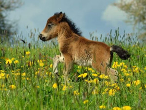 hříbě plemene Miniature Horse