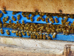 Na dvoře základní školy v Sokolově chovají včely