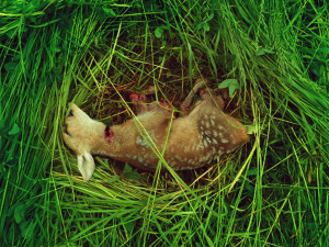 srnka nemá proti sekačce žádnou šanci