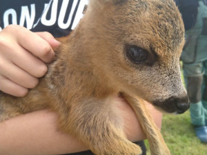 když přežije, jsou následky fatální
