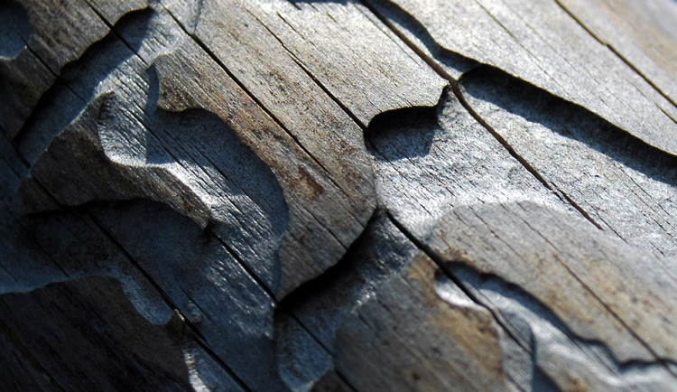 Kůrovec decimuje i zámecké parky, počasí mu zatím moc nepřeje