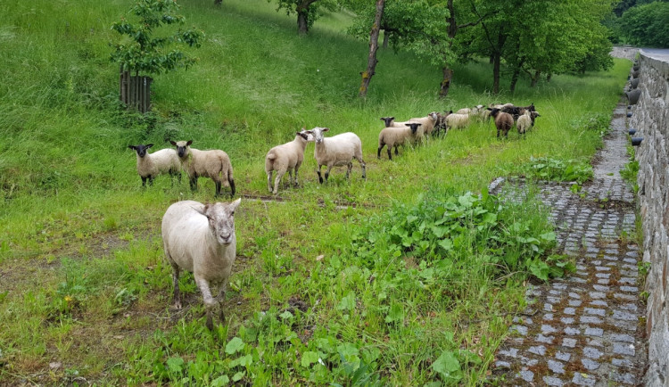 Ovce v sadu na ulici Stará pražská