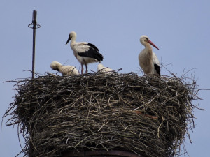 Místní atrakce! Chebští čápi letos vyvedli čtyři mladé