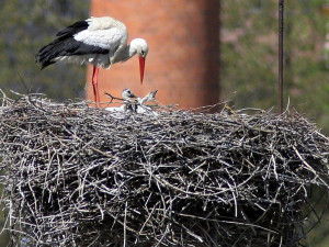 Místní atrakce! Chebští čápi letos vyvedli čtyři mladé
