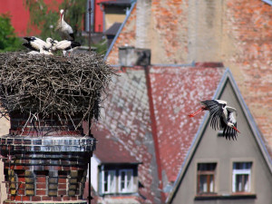 Místní atrakce! Chebští čápi letos vyvedli čtyři mladé