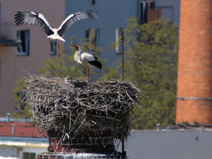 Místní atrakce! Chebští čápi letos vyvedli čtyři mladé