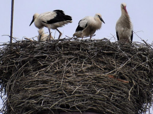 Místní atrakce! Chebští čápi letos vyvedli čtyři mladé