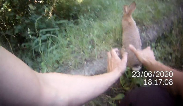 VIDEO: Děti a strážníci chytali v Brně králíky