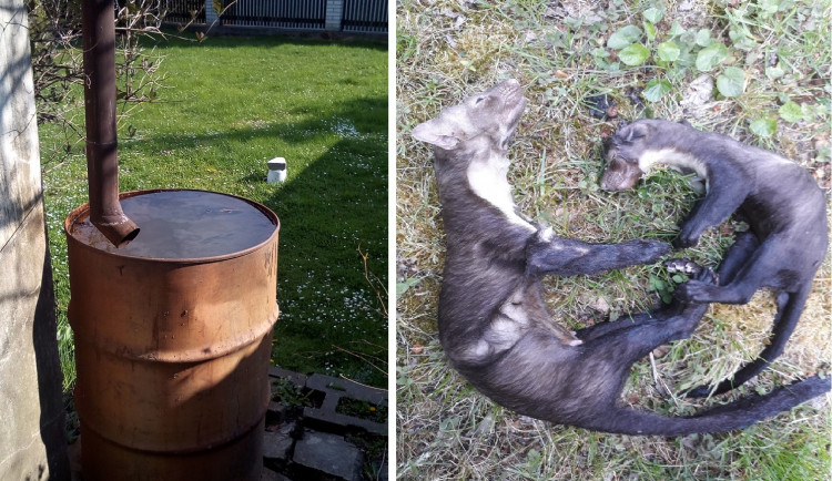 V sudu se utopila kuna i s mládětem