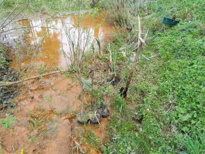 Experimentální osazování zeleně do mokřadu pod výsypkou z podzemních vod výsypky bývalého lomu Hájek odstraní unikátní technologie