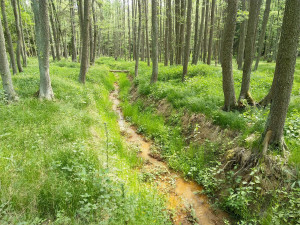 Ostrovský potok, který od výsypky teče dále do krajiny