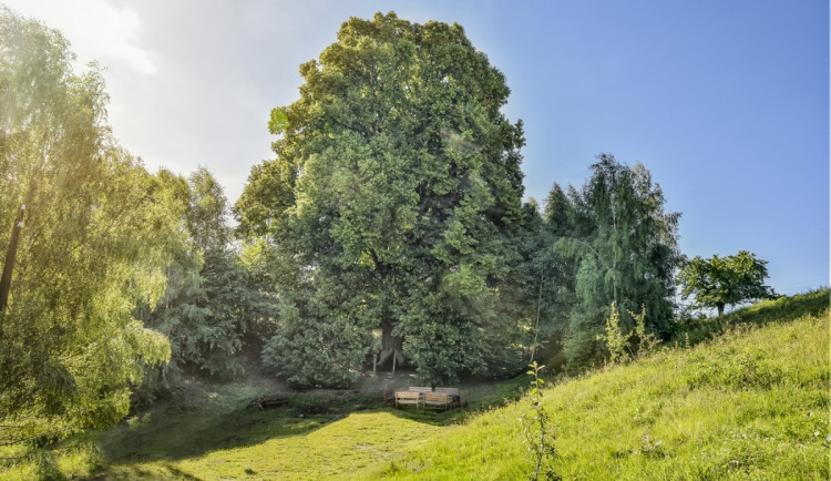 Lípy v Hřebenech na Sokolovsku