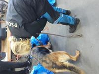 Drogy jsou stále v módě, celníci jich letos v kraji zabavili už téměř za milion korun