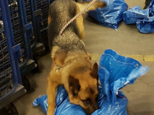 Drogy jsou stále v módě, celníci jich letos v kraji zabavili už téměř za milion korun