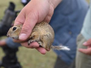 Karlovarské muzeum se podílí na budování syslích kolonií po celé republice