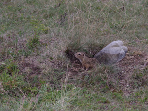 Karlovarské muzeum se podílí na budování syslích kolonií po celé republice