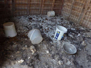 Psi odebraní z otřesných podmínek se vrátí zpět majiteli