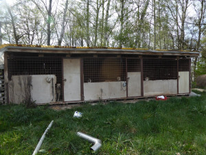 Psi odebraní z otřesných podmínek se vrátí zpět majiteli