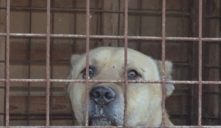 Psi odebraní z otřesných podmínek se vrátí zpět majiteli