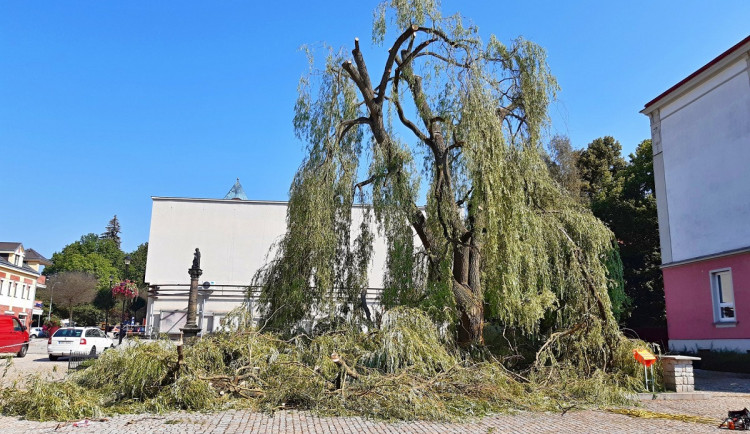 Vrba na chodovském náměstí