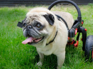 Česká firma vyrábí invalidní vozíky pro handicapované pejsky