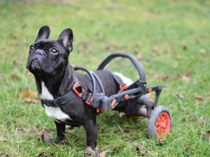 Česká firma vyrábí invalidní vozíky pro handicapované pejsky