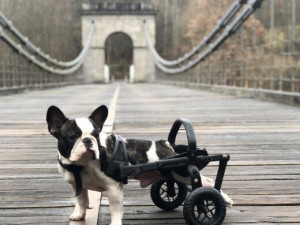 Česká firma vyrábí invalidní vozíky pro handicapované pejsky