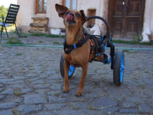 Česká firma vyrábí invalidní vozíky pro handicapované pejsky