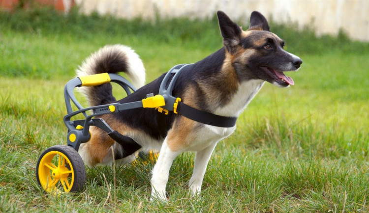 Česká firma vyrábí invalidní vozíky pro handicapované pejsky