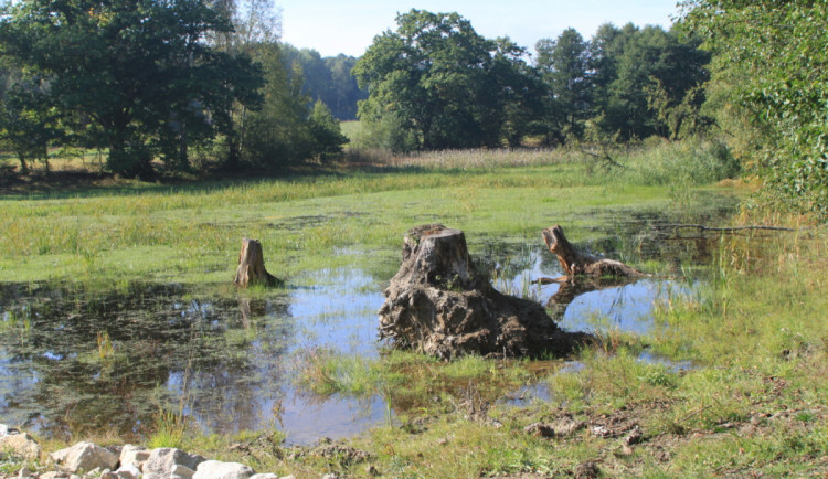 U Skalné obnovili soustavu rybníků, kde žijí vzácné druhy