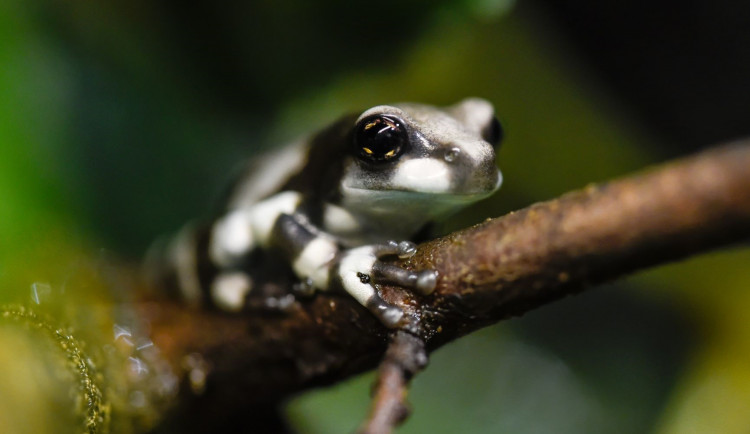 V olomoucké zoo se těší z nové snůšky rosničky včelí