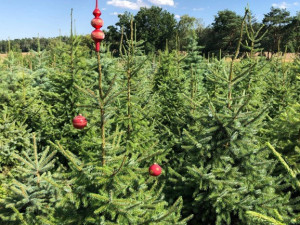 Vánoční stromky tuzemští pěstitelé letos nezdraží, některé druhy dokonce zlevní