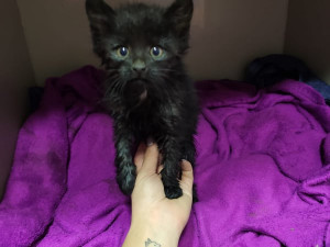 Záchrana koťat uvězněných v kanálu trvala deset hodin