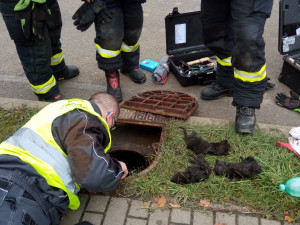 Záchrana koťat uvězněných v kanálu trvala deset hodin