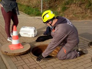 Záchrana koťat uvězněných v kanálu trvala deset hodin