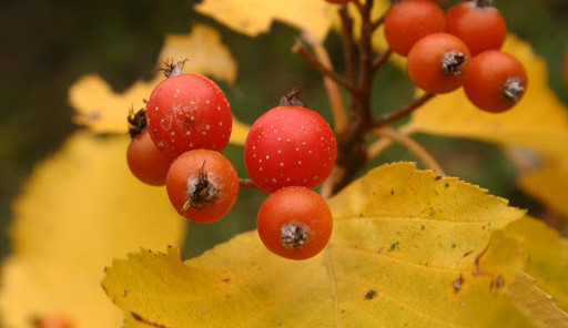Jeřáb manětínský