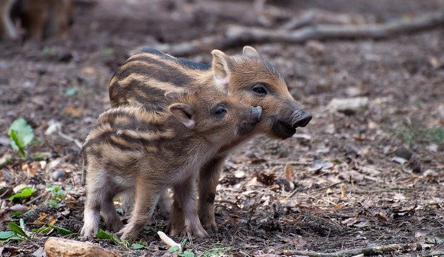 Africký mor prasat se z Německa blíží k českým hranicím, platí mimořádná veterinární opatření