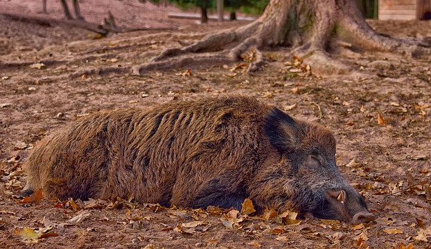 Africký mor se přibližuje k Česku. Zintenzivní se lov, zvýší se odměny. Pejskaři by si měli hlídat psy